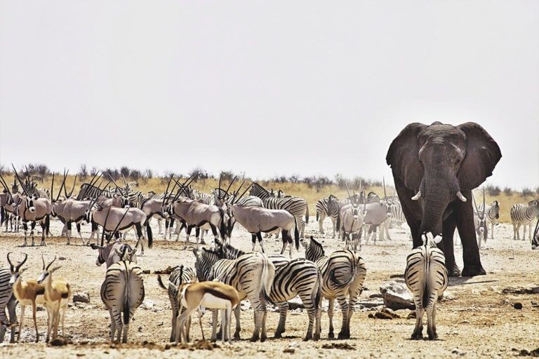 Parque Nacional Etosha na Namíbia
